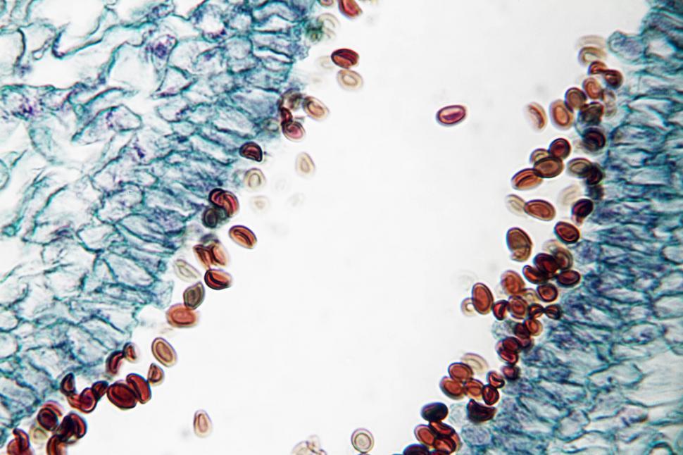 Free Image of Mushroom spores 