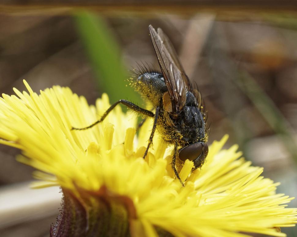 Free Image of Fly on a flower 