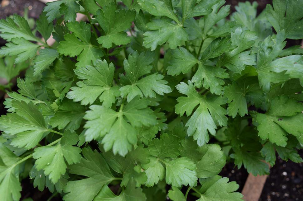 Free Image of Parsley Growing 