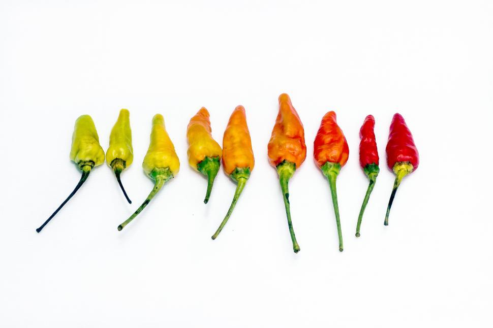 Free Image of Red Hot Chili  red chili lined 