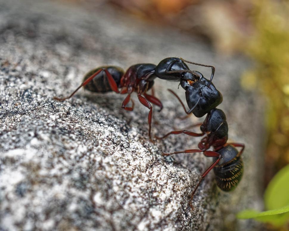Free Image of Ants fighting 