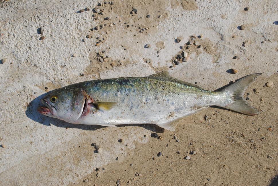 Free Image of Fresh fish 