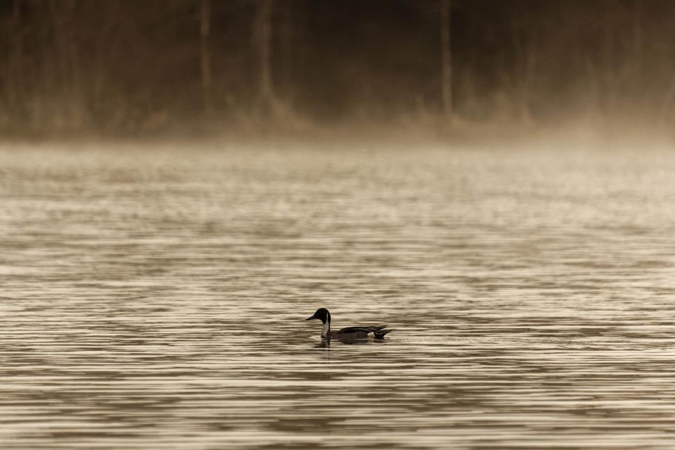 Free Image of Northern Pintail 