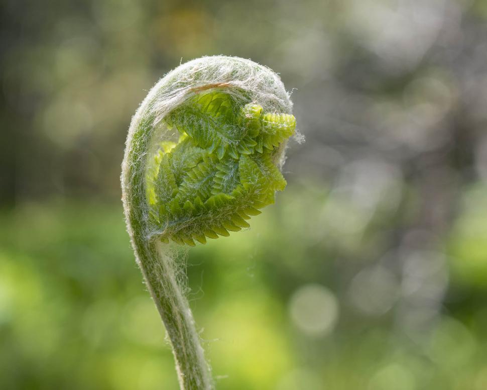 Free Image of Cinnamon Fern 