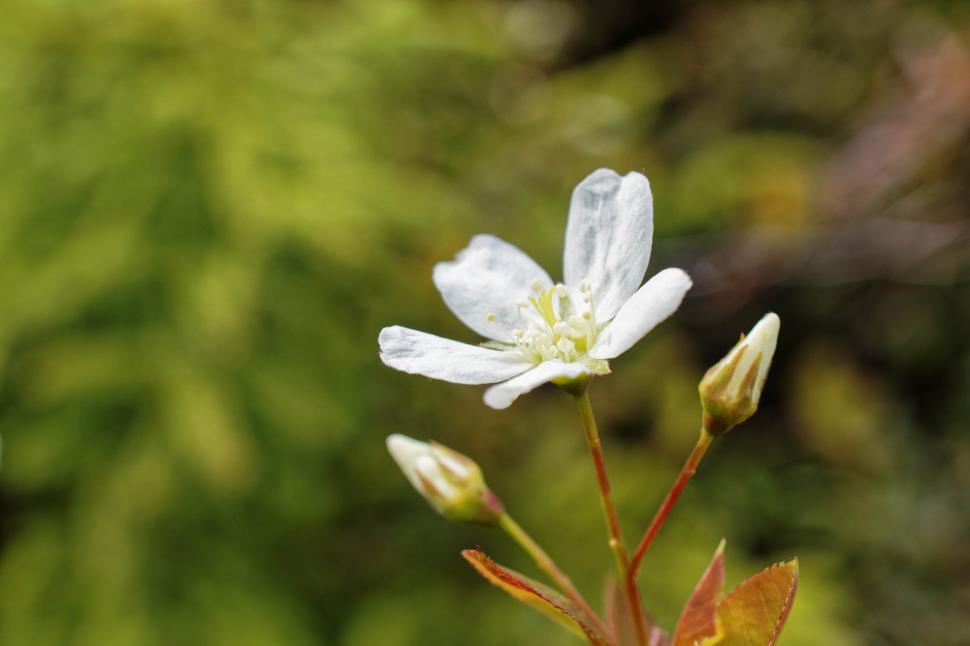 Free Image of Pin Cherry  