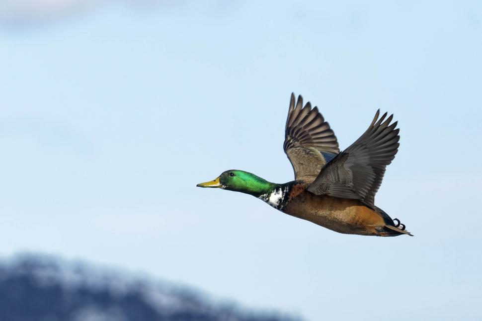 Free Image of Male mallard 