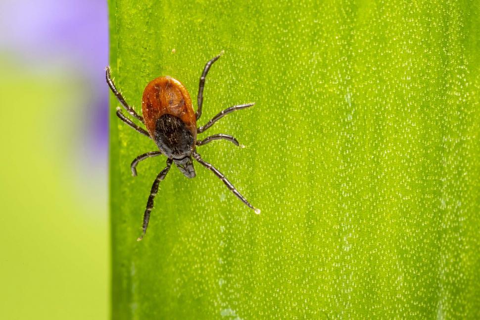 Free Image of Castor bean tick  
