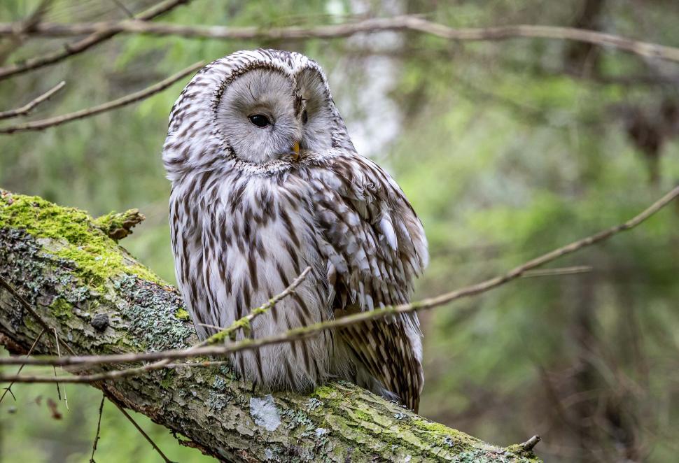 Free Image of Ural owl   