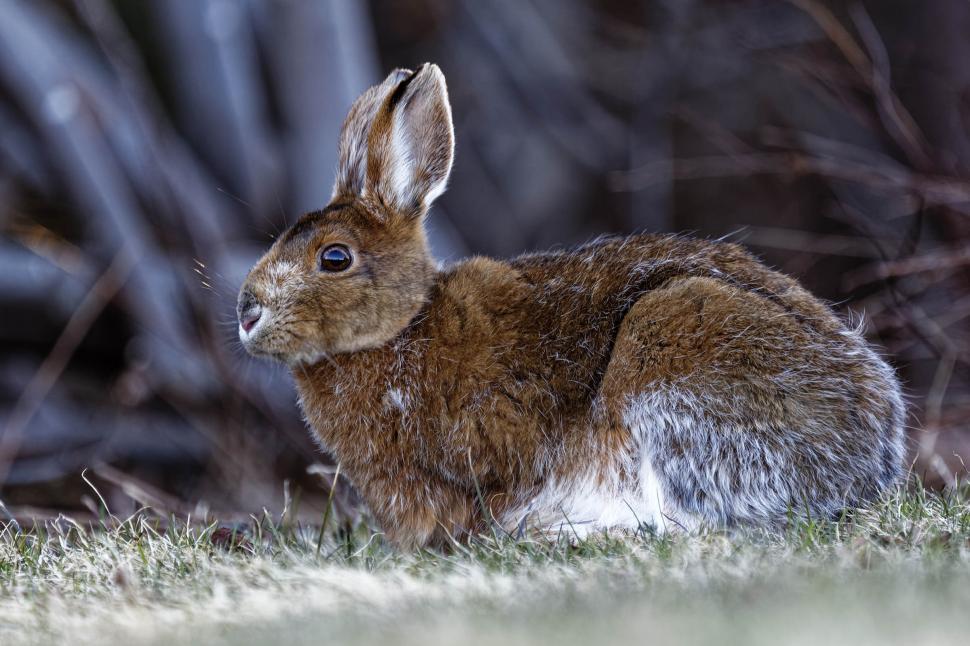 Free Image of Hare 