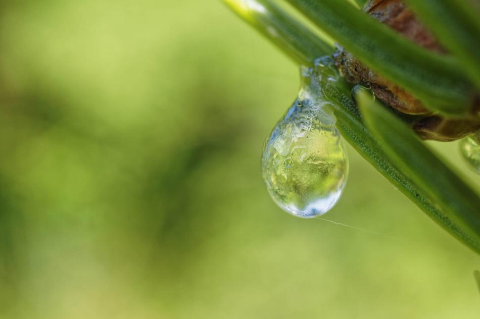 Free Image of Balsam fir sap 