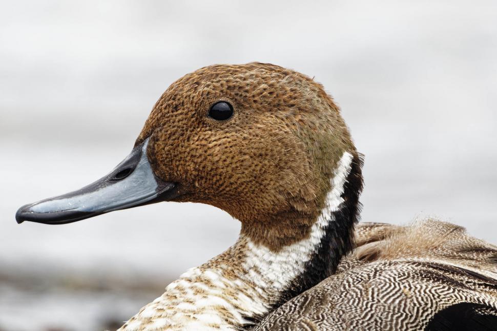 Free Image of Northern pintail 