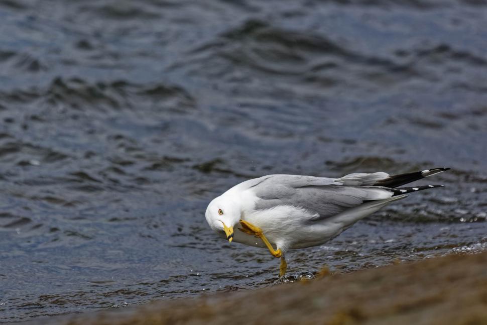Free Image of Ring-billed Gull 