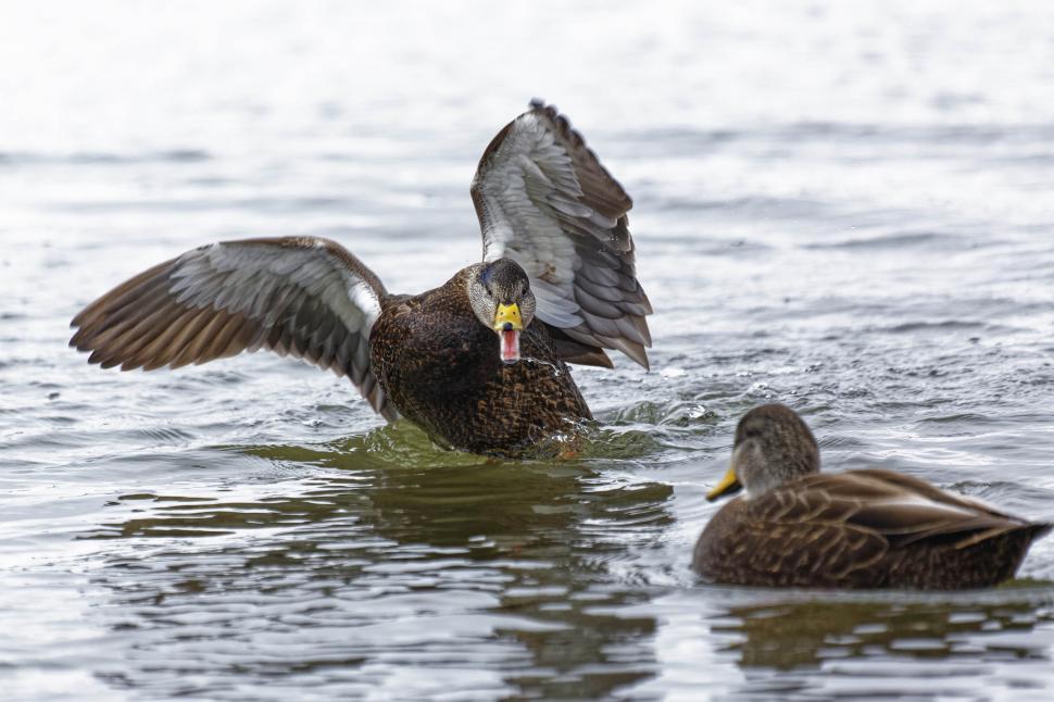Free Image of Female mallard duck 