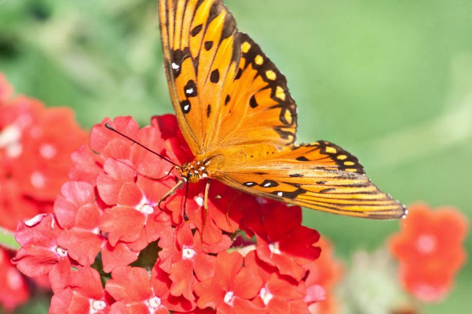 Free Image of Gulf Fritillary 