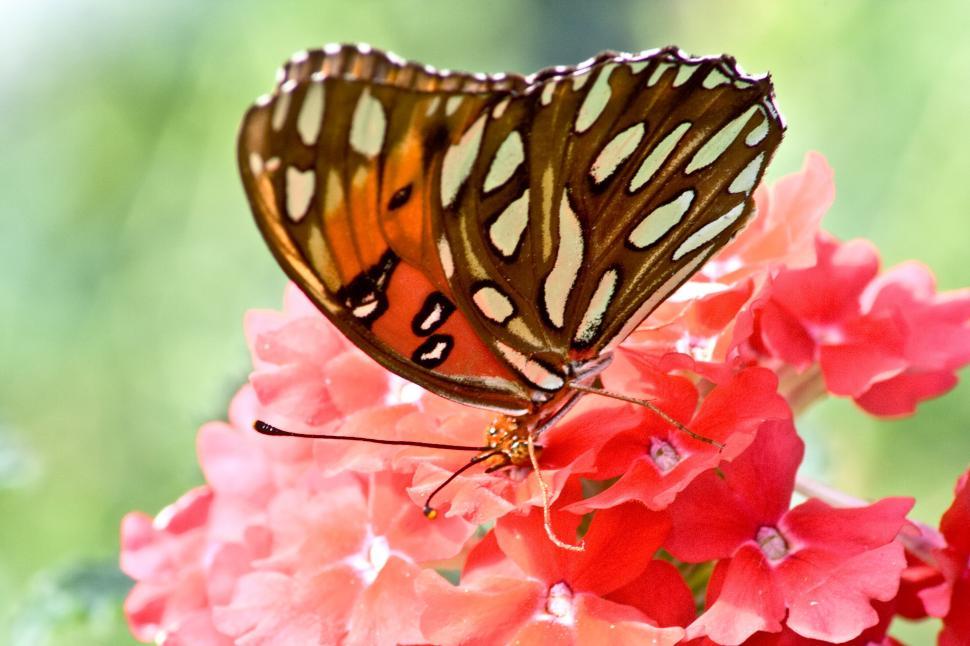 Free Image of Cresemt 