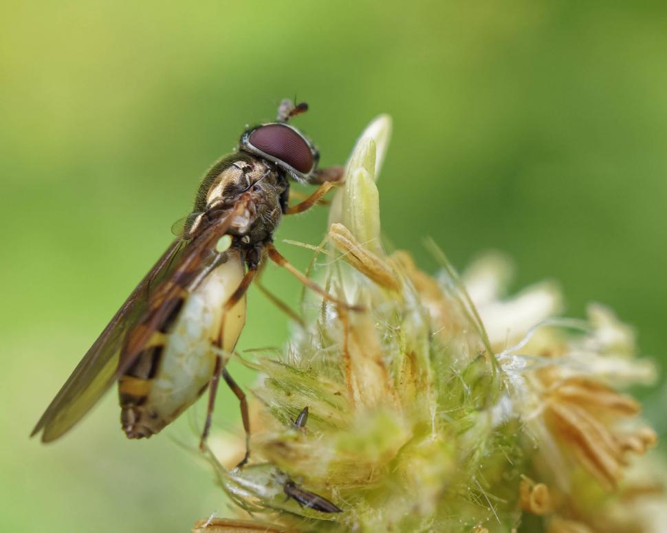 Free Image of Hoverfly 