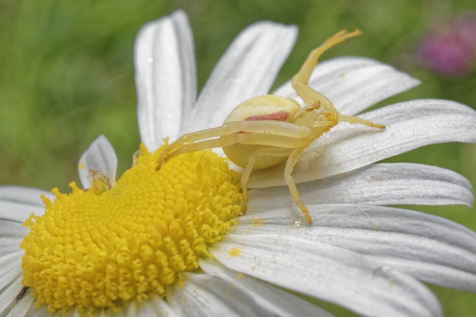Free Image of Goldenrod crab spider 