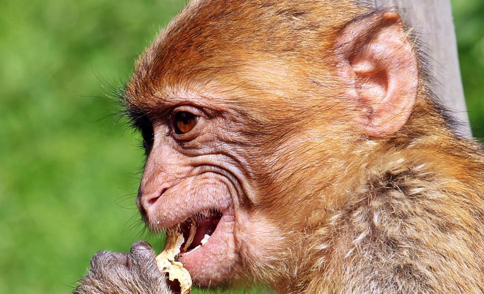 Free Image of It's a monkey 