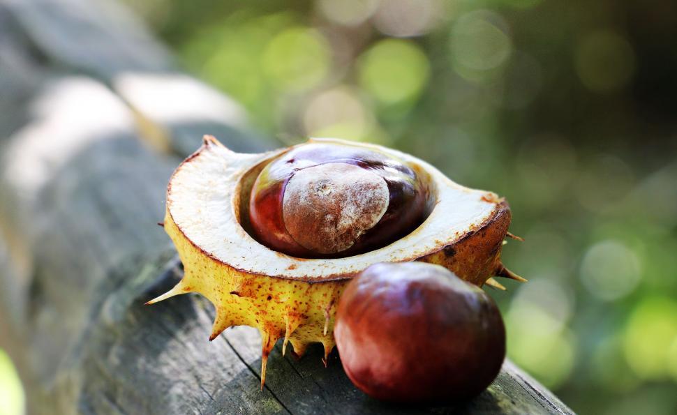 Free Image of It's a chestnut 