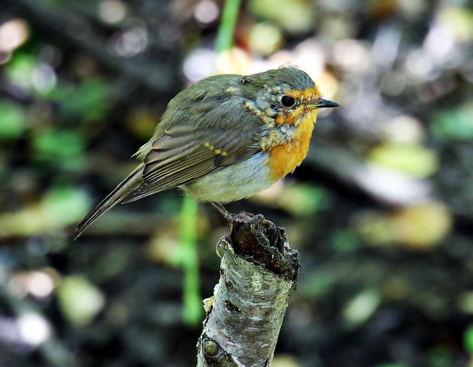 Free Image of Bird on a severed branch 