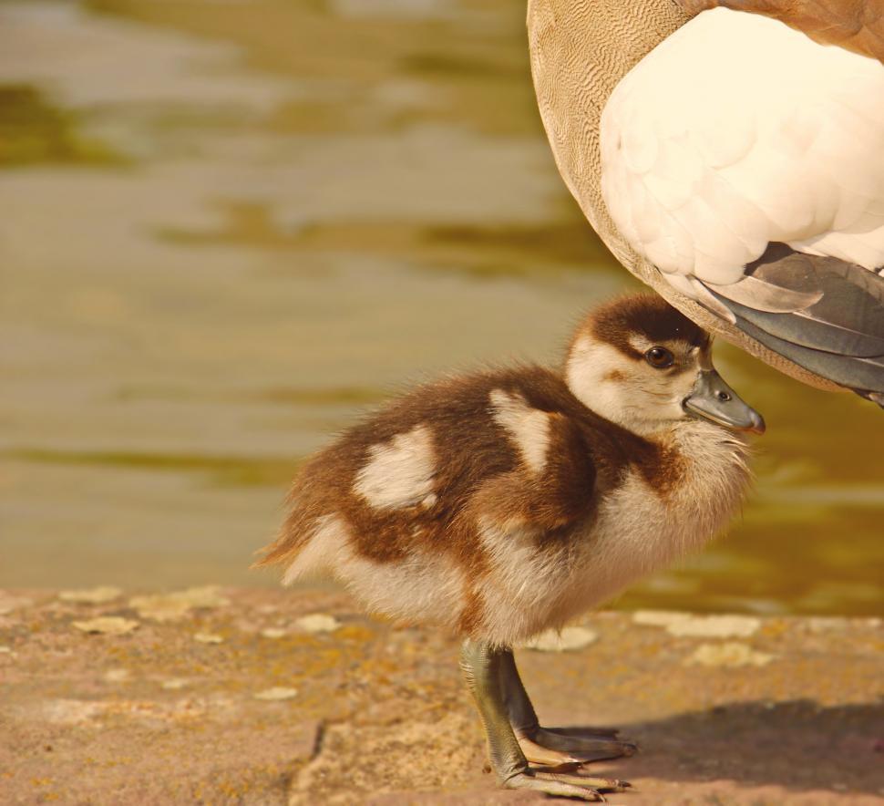 Free Image of Gosling under mom 