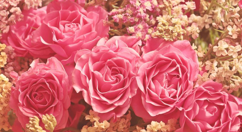 Free Image of Rose background 