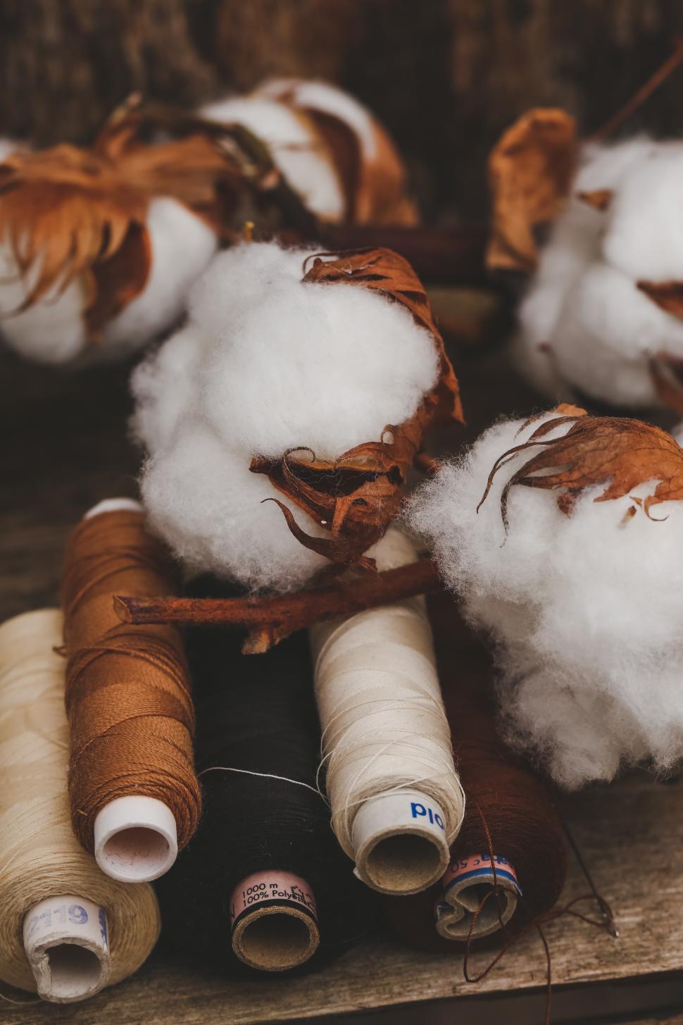 Free Image of Cotton flower with threads and spools 