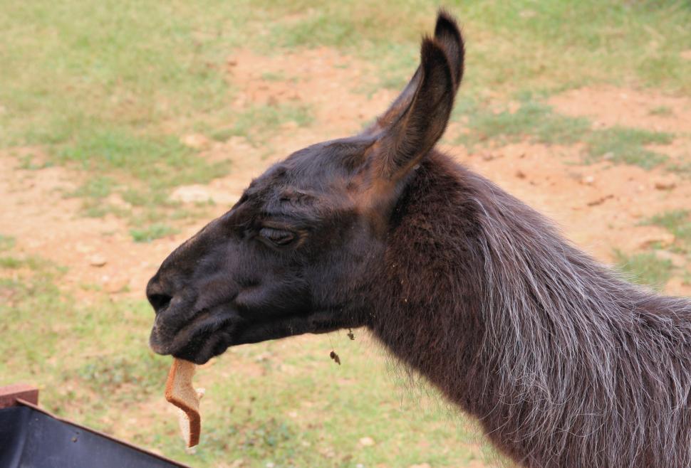 Free Image of Feeding Llama 