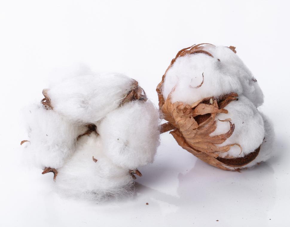 Free Image of Cotton flower on white 