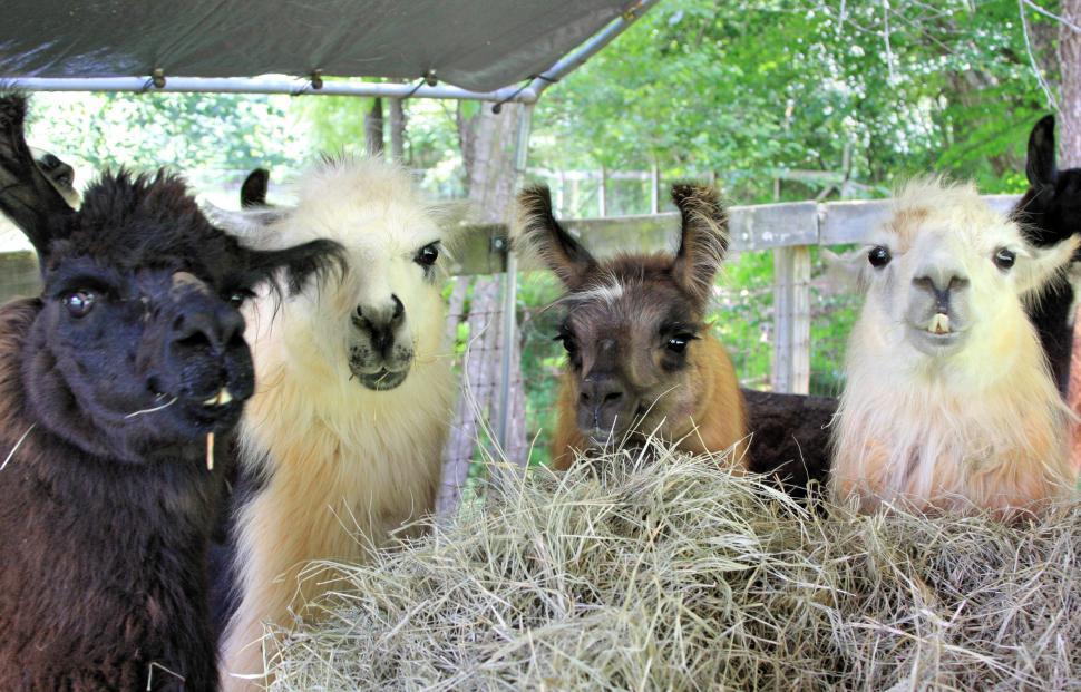 Free Image of Llama group grazing 