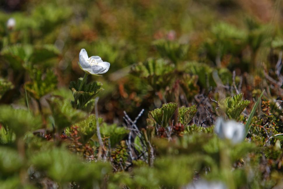 Free Image of Cloudberry 