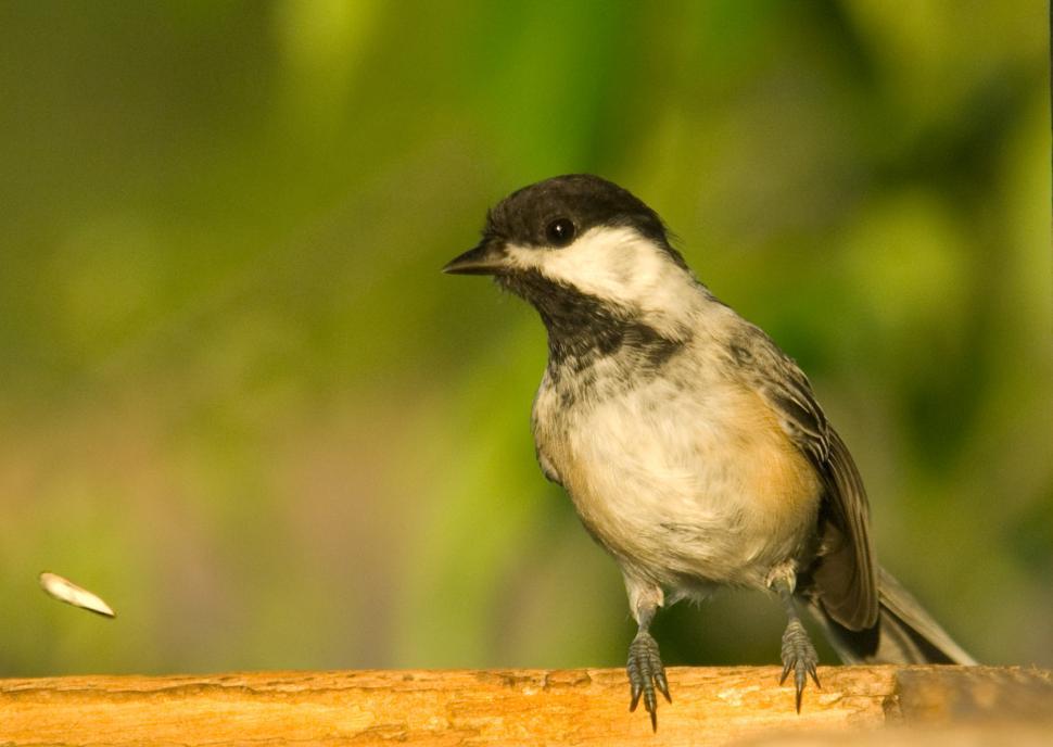 Free Image of Chickadee 