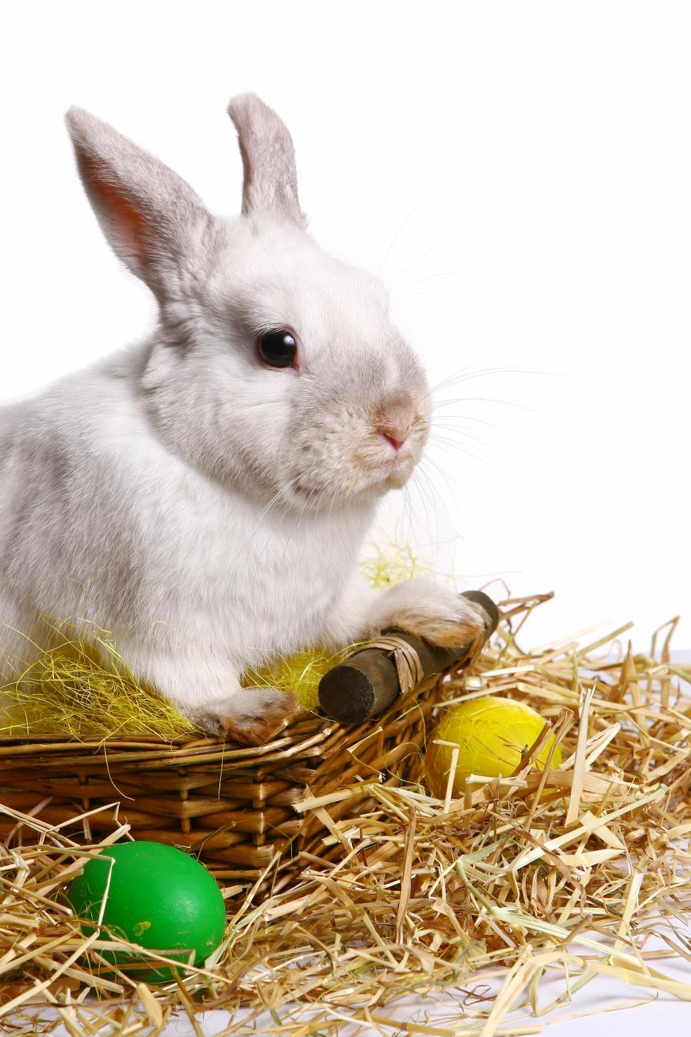 Free Image of rabbit with easter egg 