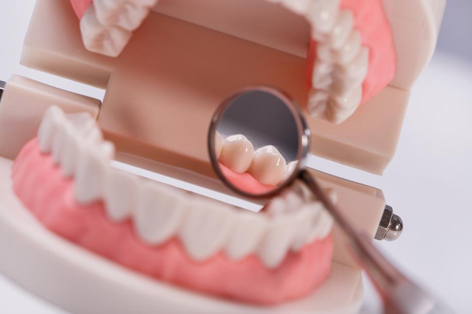 Free Image of White teeth and mouth model with dental mirror 