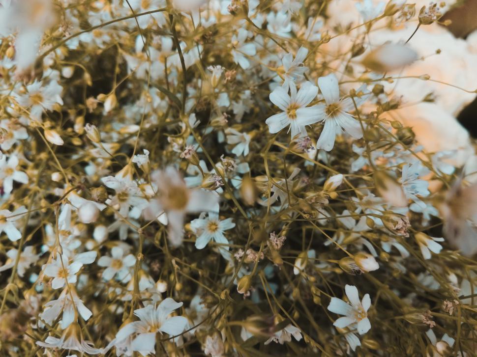 Free Image of Grass Flower Grass Flower 