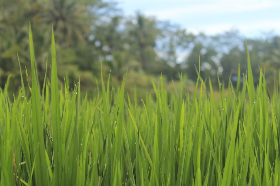 Free Image of beautiful rice Field with river and hill in asia  