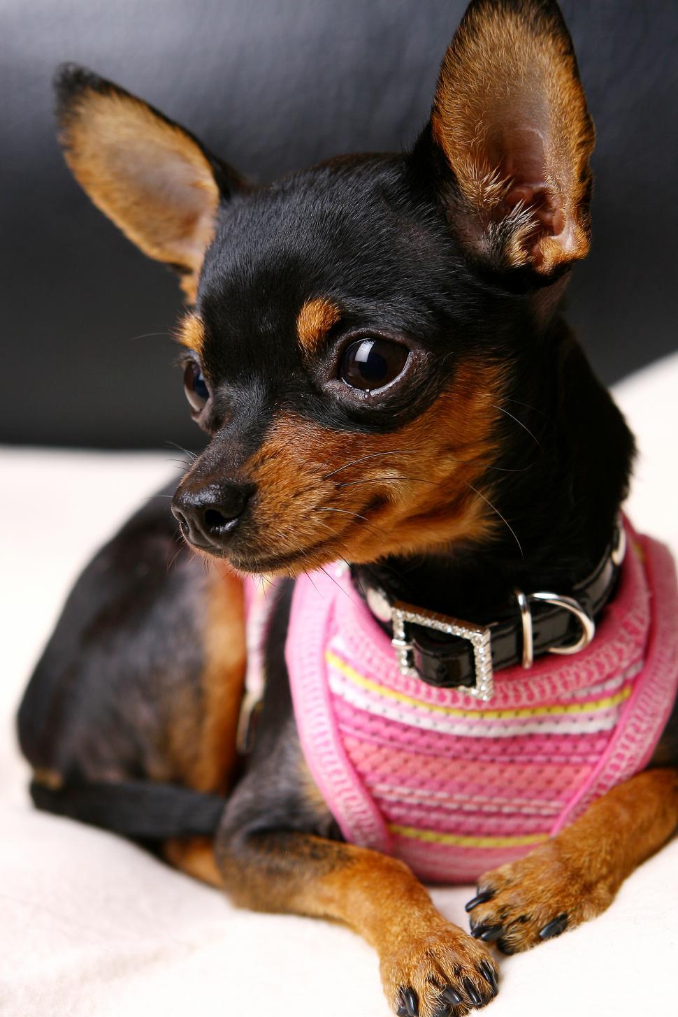 Free Image of a cute dog in the studio 
