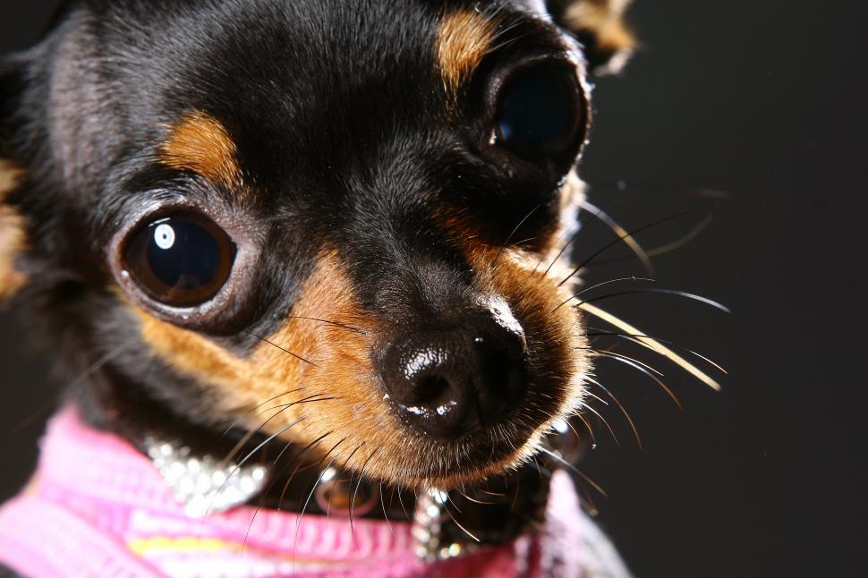 Free Image of a dog looking adorable 