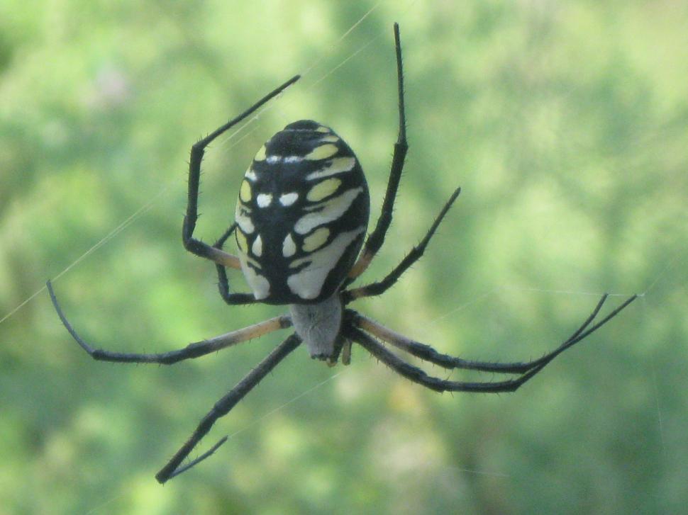 Free Image of Orb-weaver 