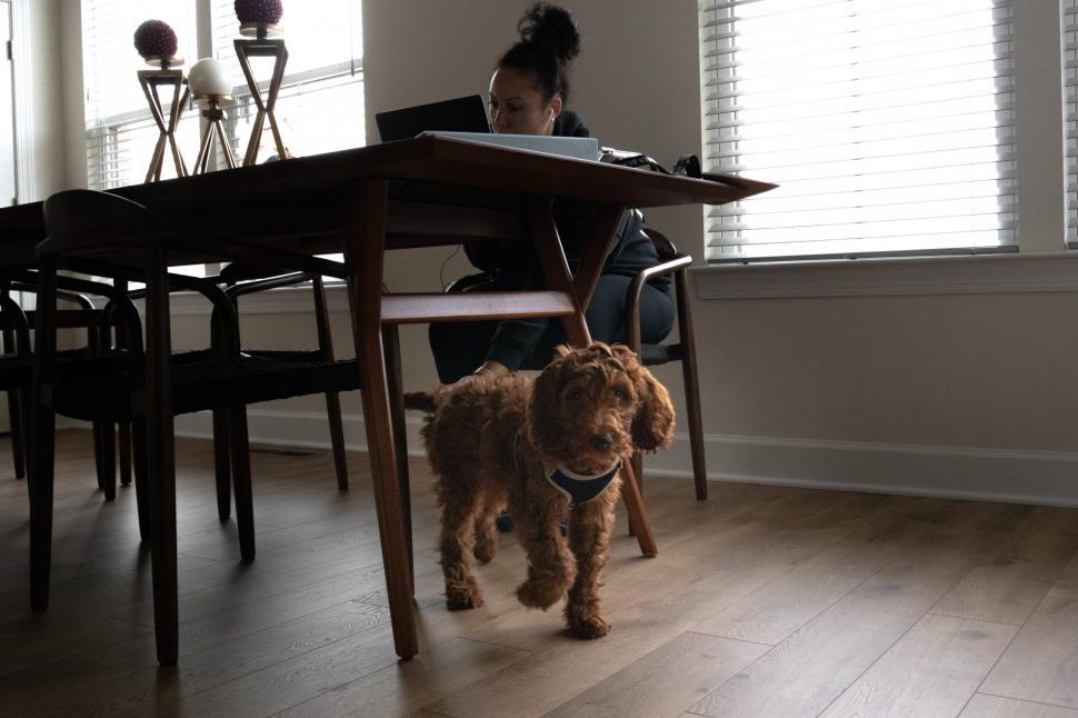 Free Image of Young Woman and Small Dog With Laptop 