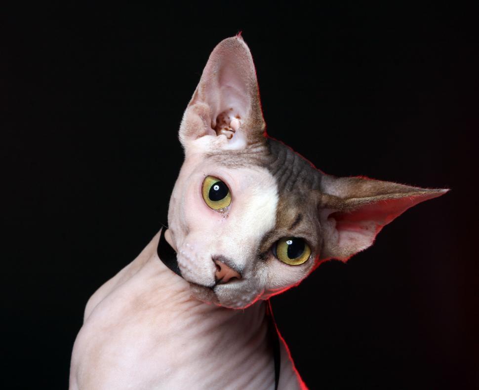Free Image of Sphynx cat 
