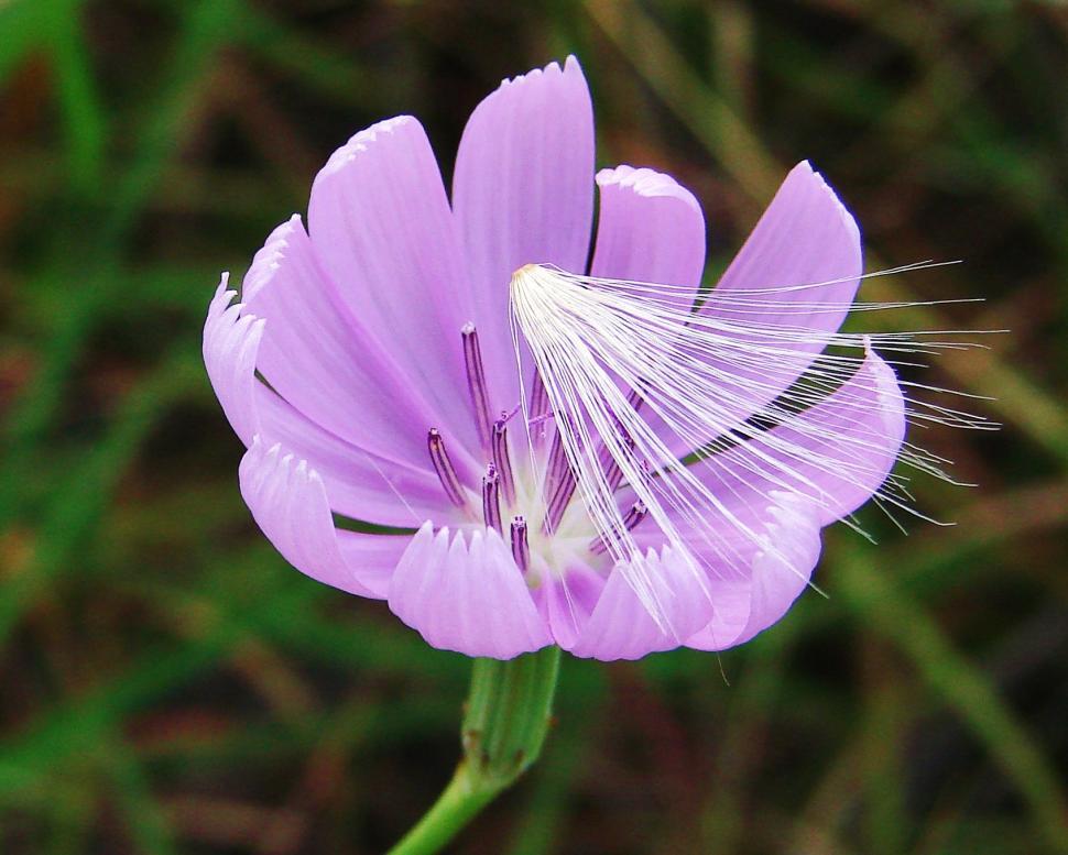 Free Image of Purple Flower with Seed 