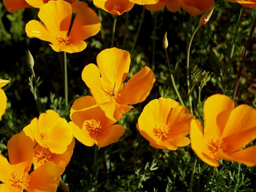 Free Image of Yellow Flowers Scattered in Grass 