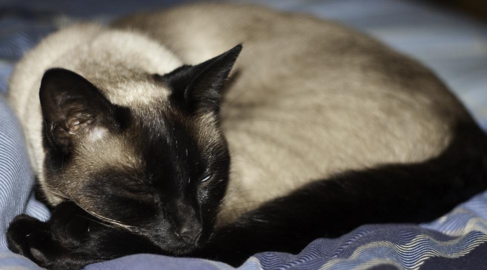 Free Image of Persian Cat Sleeping 