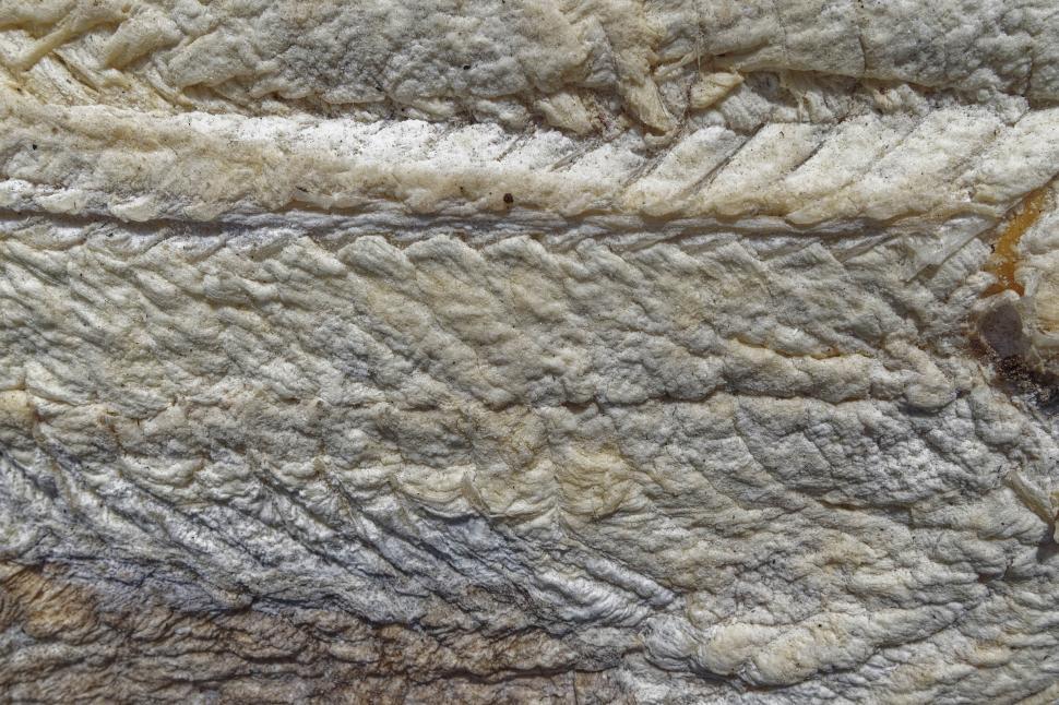 Free Image of Sun-dried salted codfish 