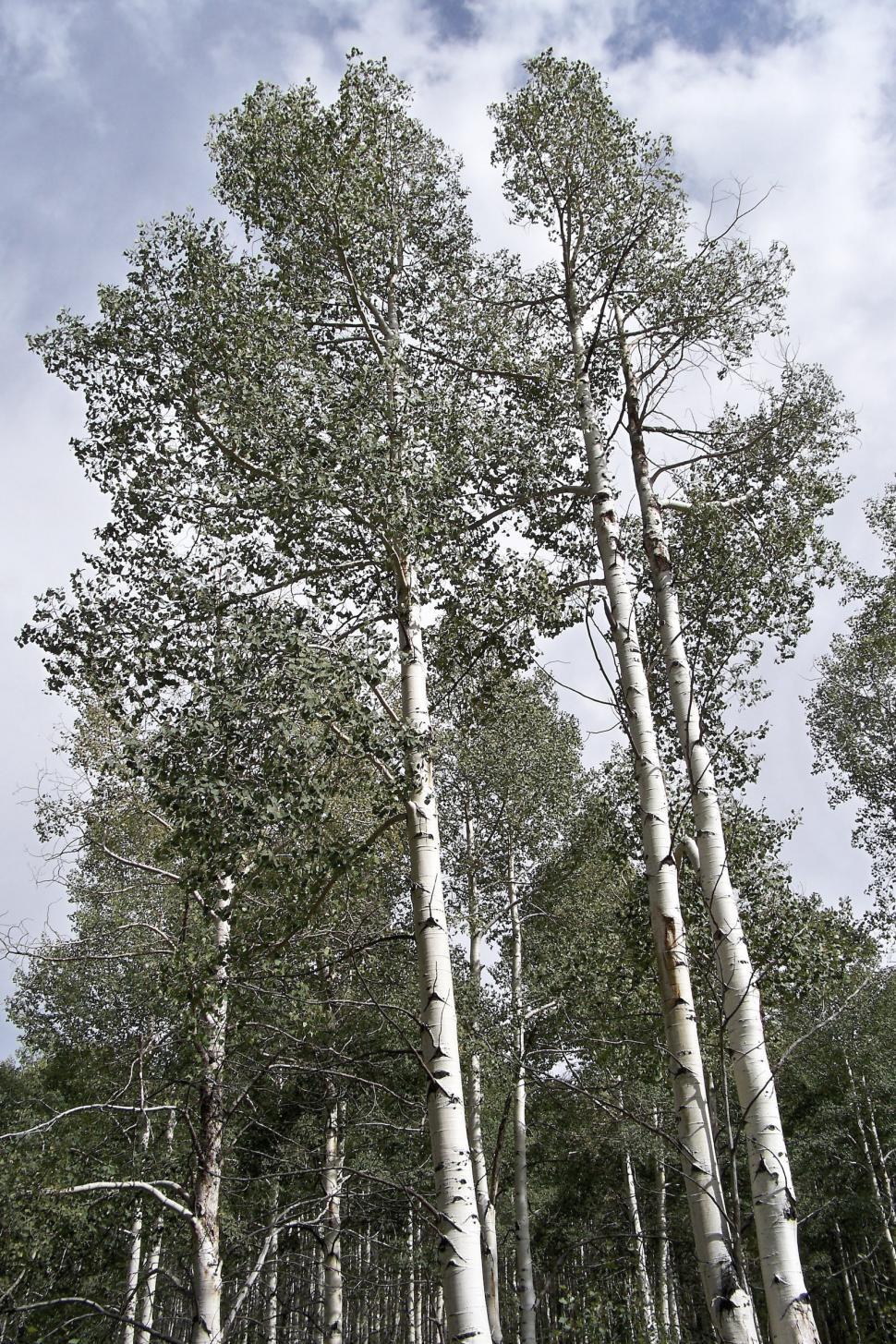 Free Image of Aspen forest 