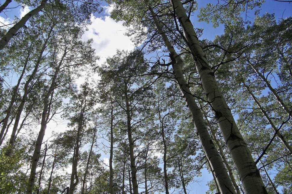 Free Image of sky through the aspens 