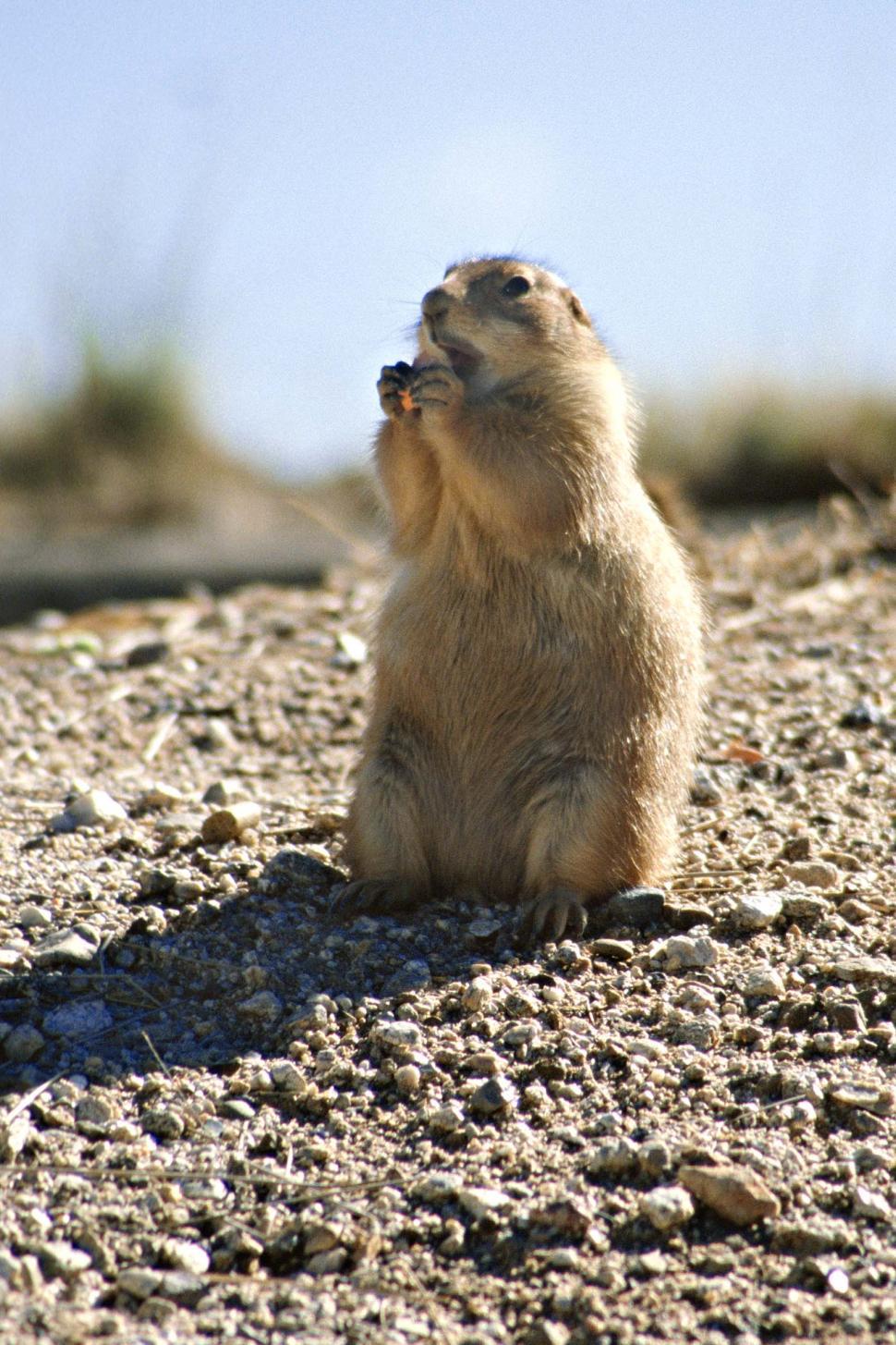 Free Image of Prairie Dog sitting up 