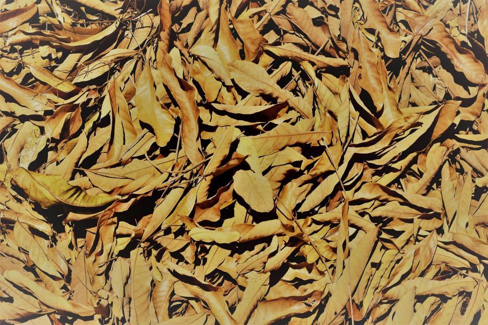 Free Image of Brown Fall Season Leaves Background   