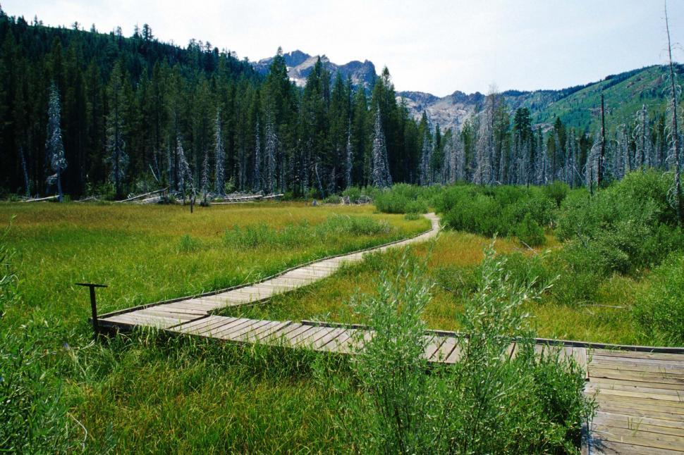Free Image of Boardwalk through beaver wetland 